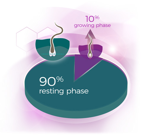 Illustration hair growth cycle