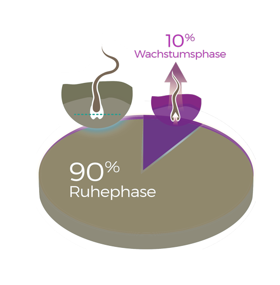 Diagram Wachstumsphasen und Zyklus des Haares